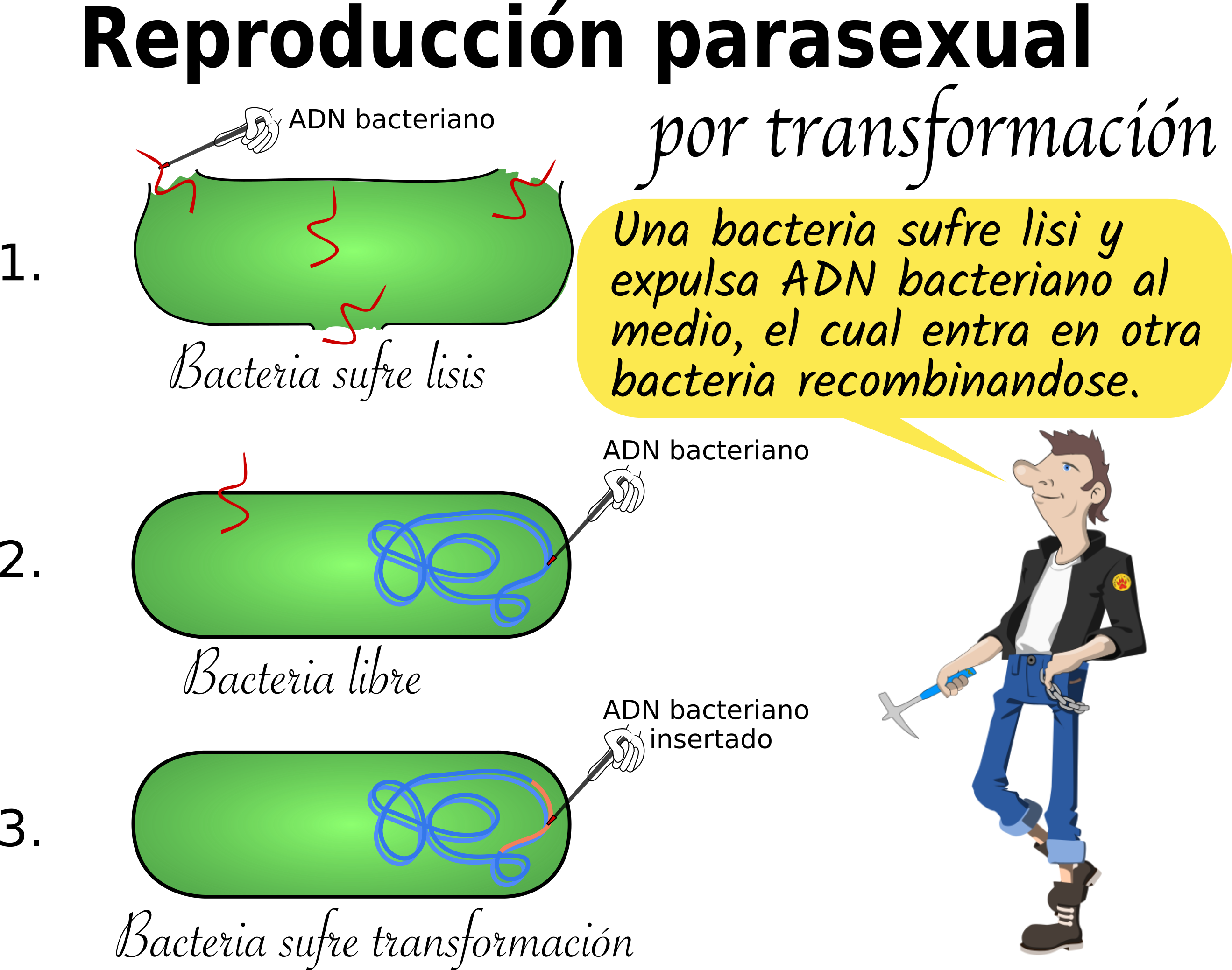 Tema 183 Bacterias 0216